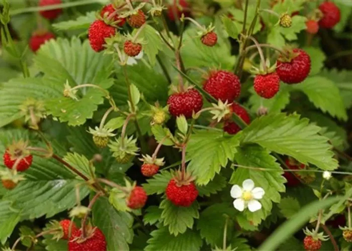 Apartamento Uni Kop Brzeće